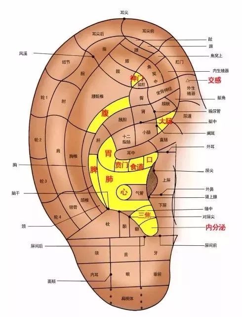 耳朵上的 91个穴位