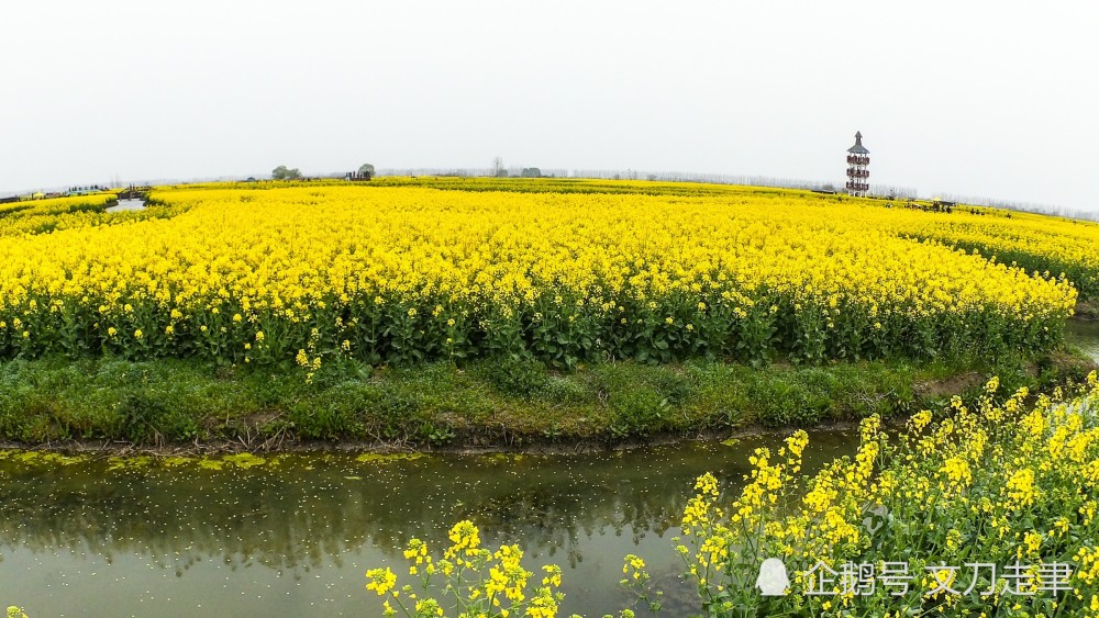 2019,兴化千垛景区油菜花