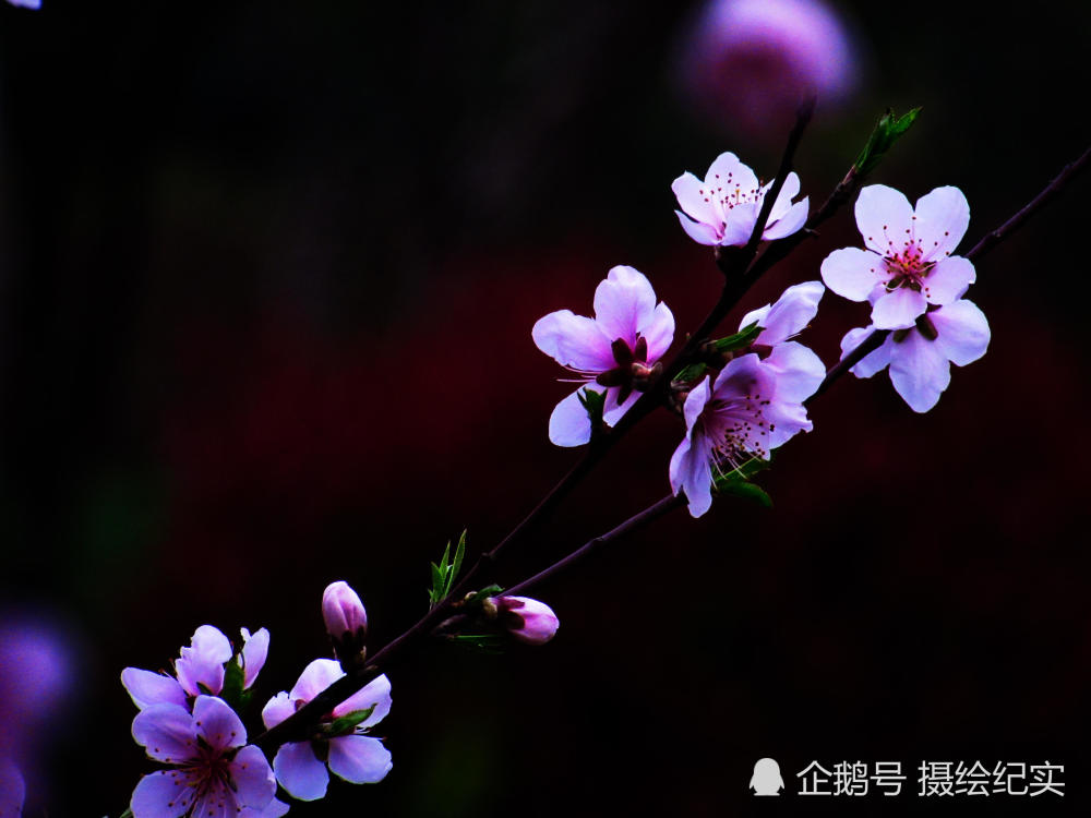 公园晨拍樱花桃花梨花