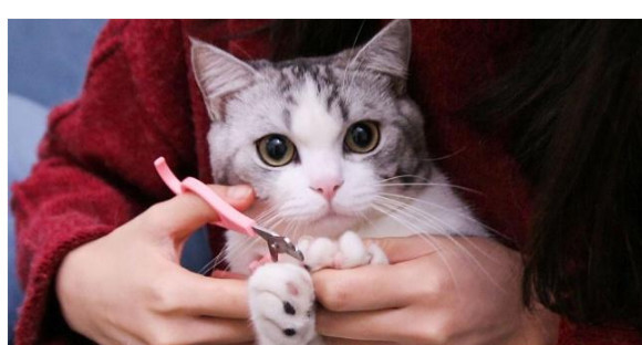 辟谣 猫抓板可以代替剪指甲 猫咪磨爪有限 定期修剪防受伤 看点快报