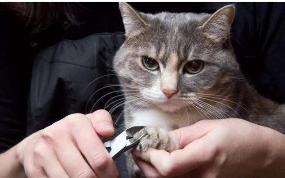 辟谣 猫抓板可以代替剪指甲 猫咪磨爪有限 定期修剪防受伤 看点快报