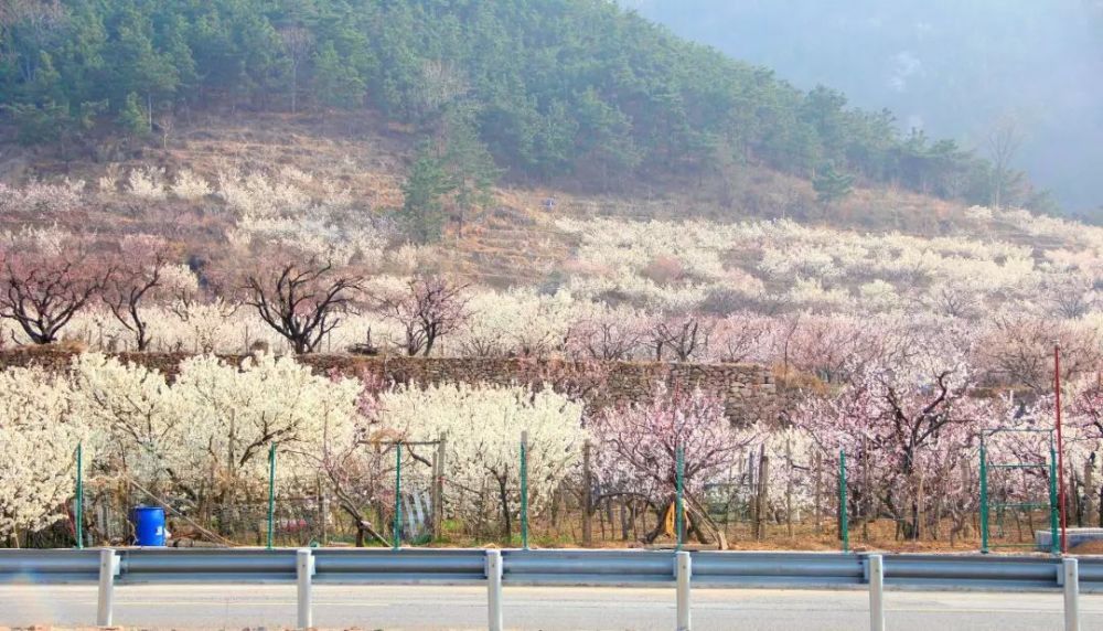 春天里,山色峪樱桃花开满山谷