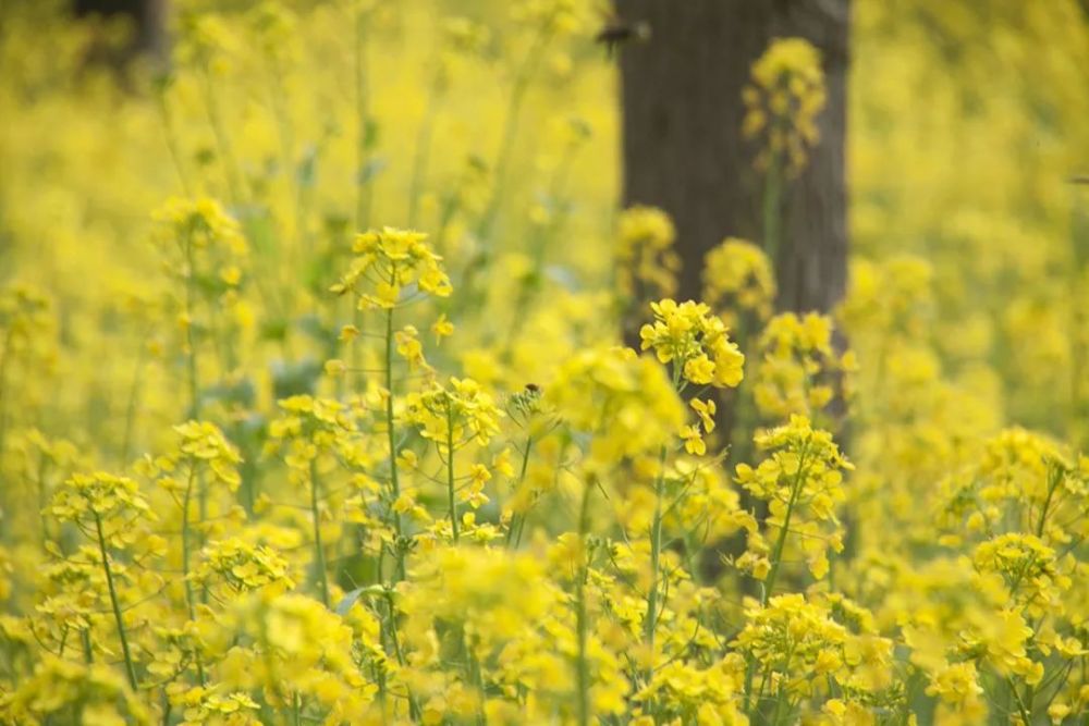 油菜花花期很长 3月中下旬进入初花期 花枝上还有不少花苞 4月中旬是