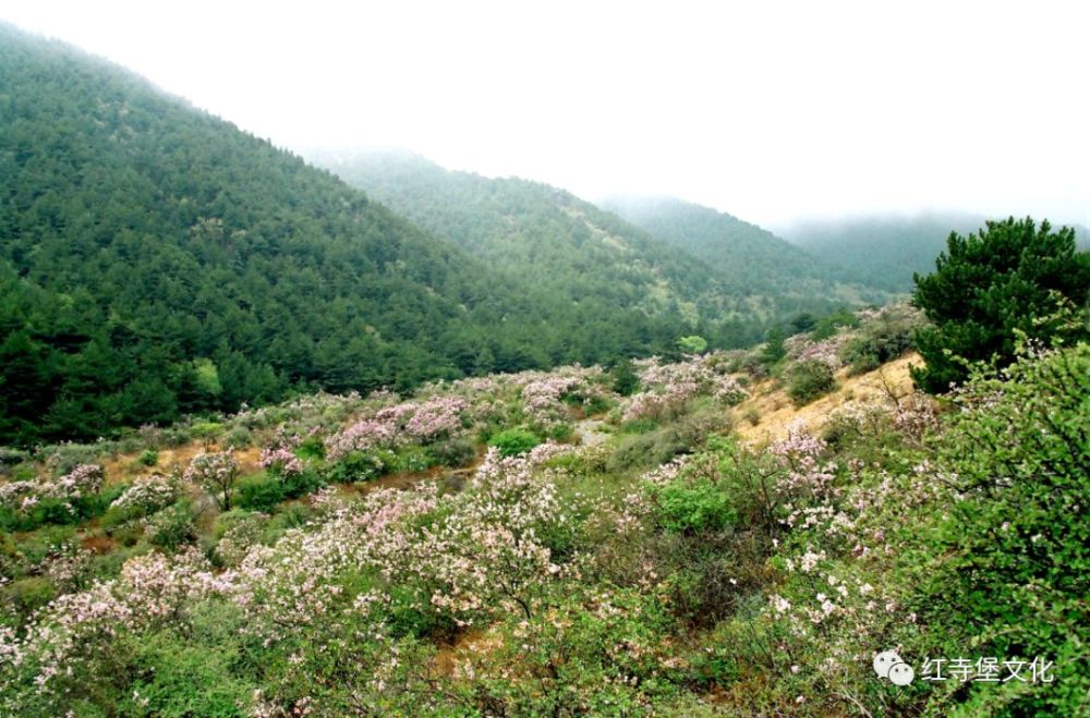 红寺堡区,宁夏,罗山