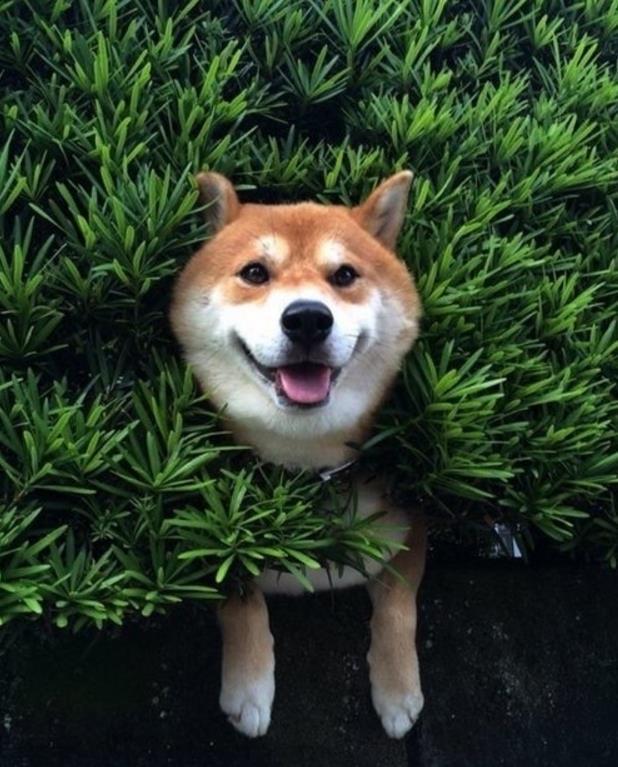 壁纸 动物 狗 狗狗 618_767 竖版 竖屏 手机