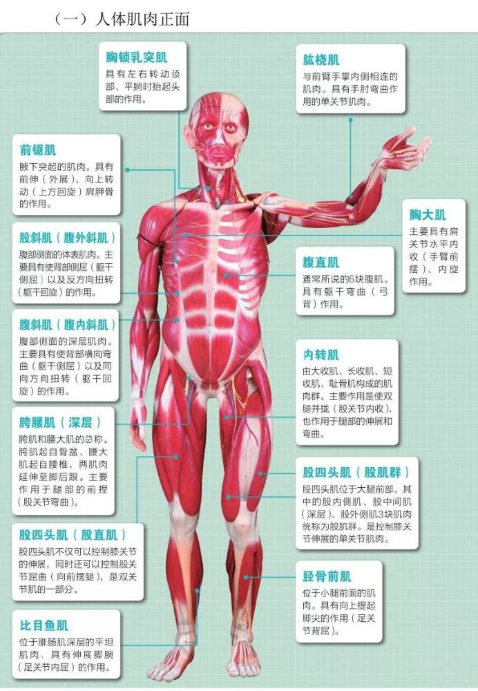 性收缩和放松肌肉的10项练习,分别用于强化上肢,核心,下肢和全身肌群