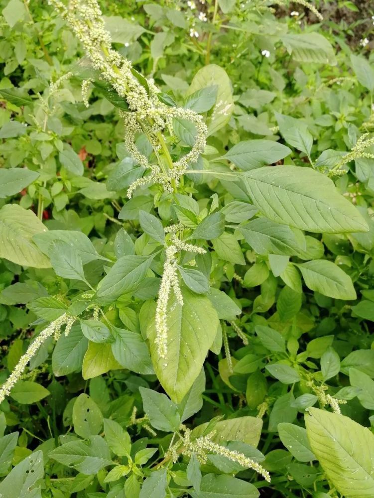 春季著名野菜大全