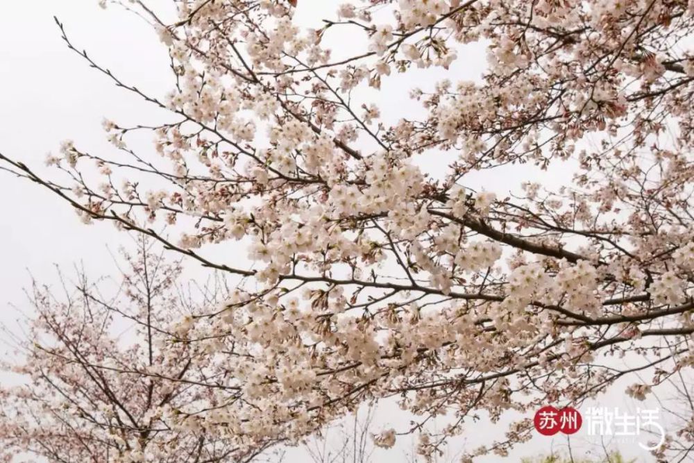 苏州这片千米樱花已盛开!一到春天,阳澄湖就美不胜收