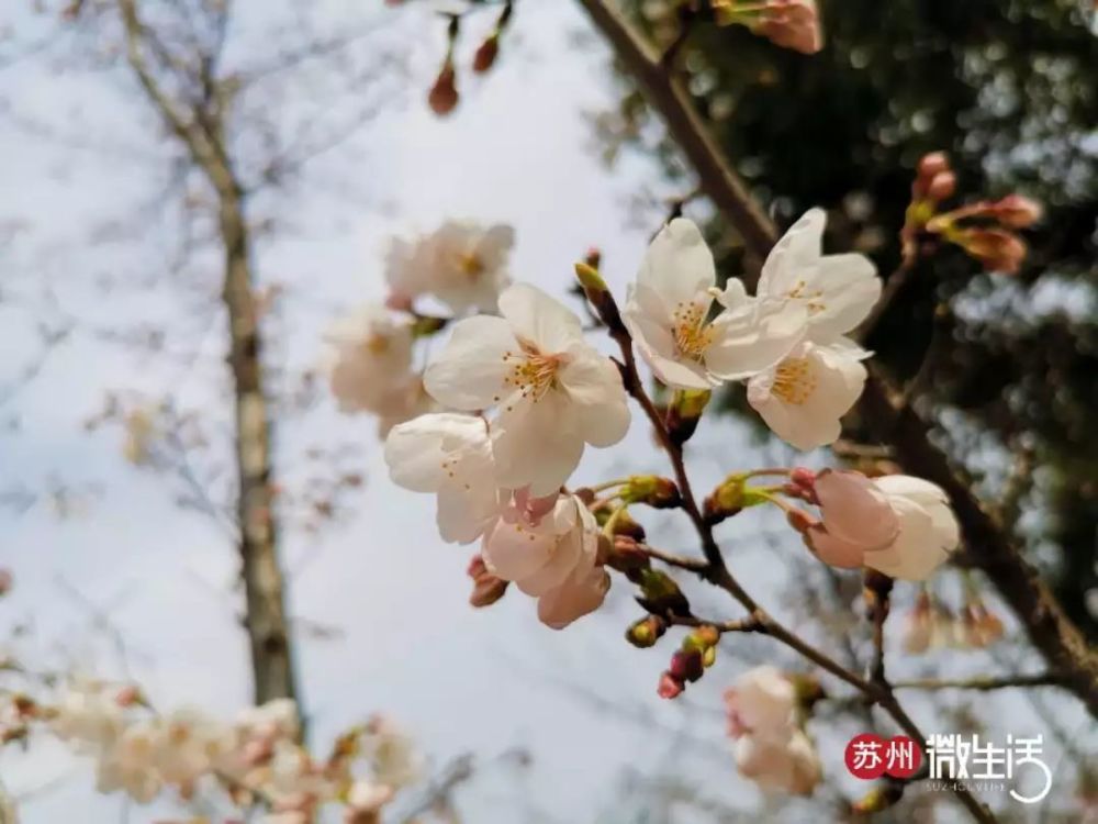 苏州这片千米樱花已盛开!一到春天,阳澄湖就美不胜收