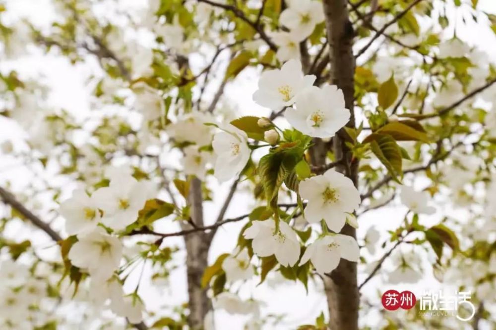 苏州这片千米樱花已盛开!一到春天,阳澄湖就美不胜收