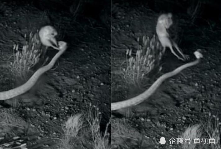 中国功夫?响尾蛇闪电突袭,遭老鼠华丽凌空转身踢飞!