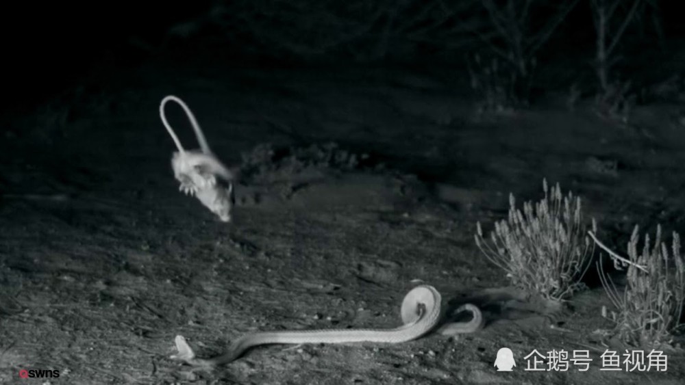 中国功夫?响尾蛇闪电突袭,遭老鼠华丽凌空转身踢飞!