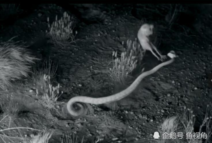 中国功夫?响尾蛇闪电突袭,遭老鼠华丽凌空转身踢飞!