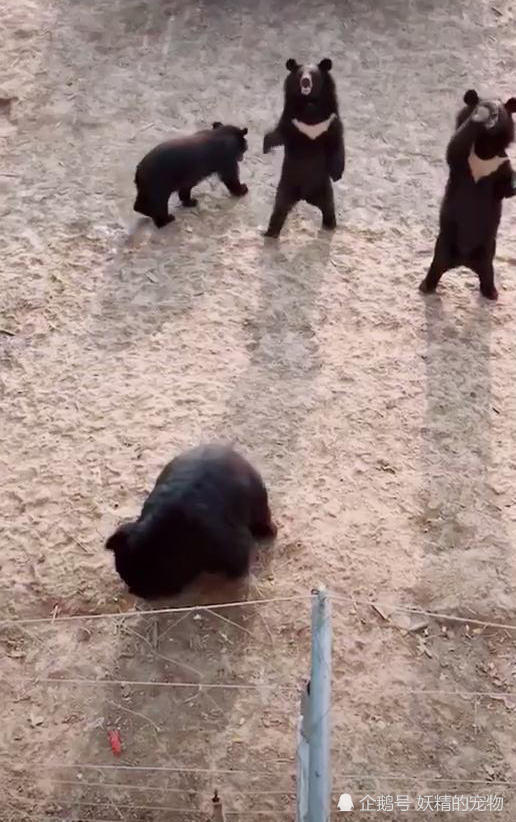 黑熊,动物园