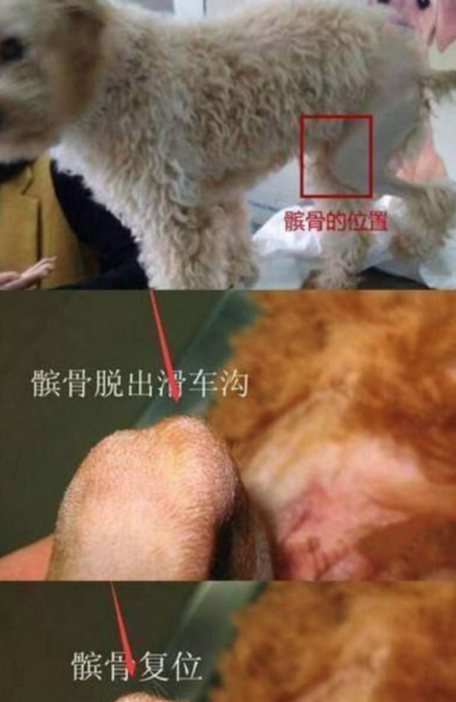 髌骨脱位,关节磨损,关节炎,软骨受损等等 虽然网上有很多泰迪犬穿着小