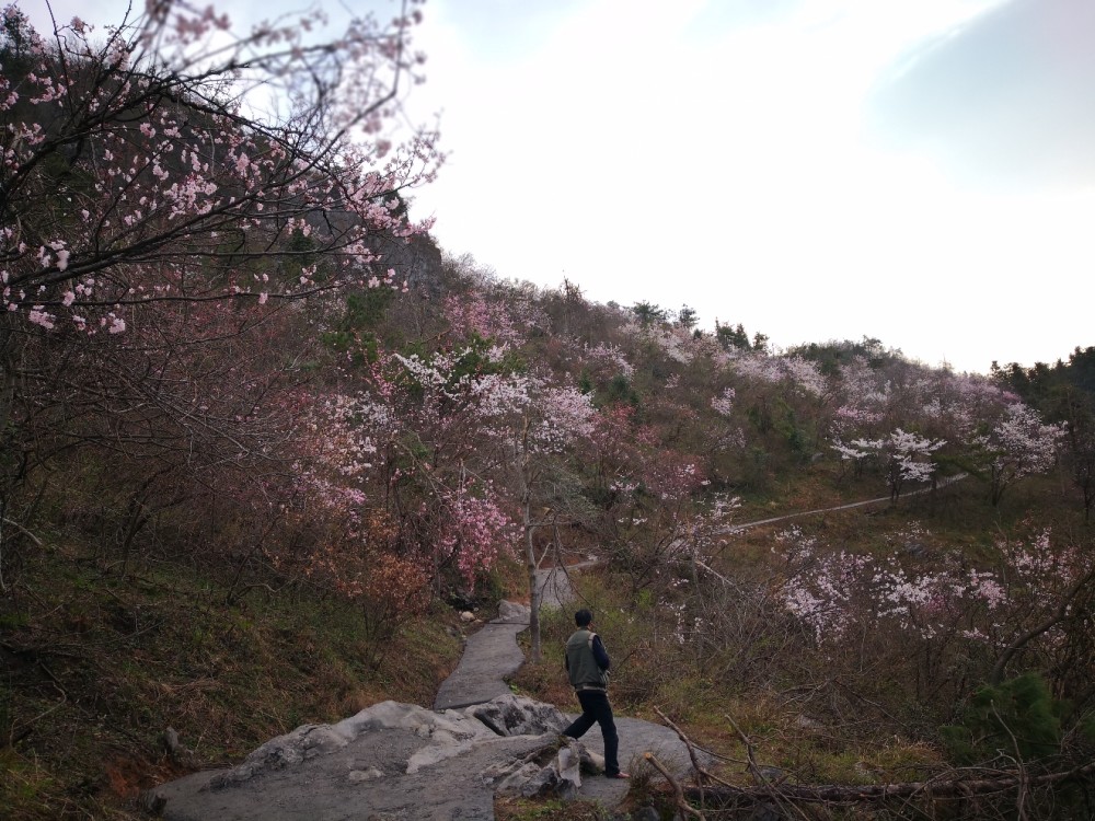 人间仙境,樱花,崇阳县,摄影家