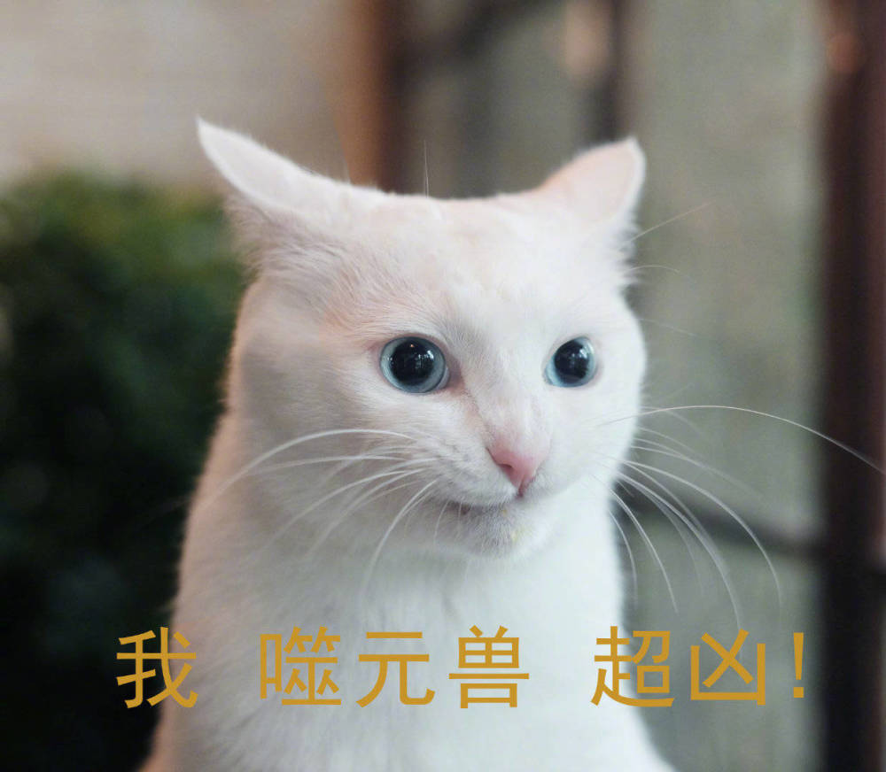 搞笑可爱的表情包,变猪魔法变变变