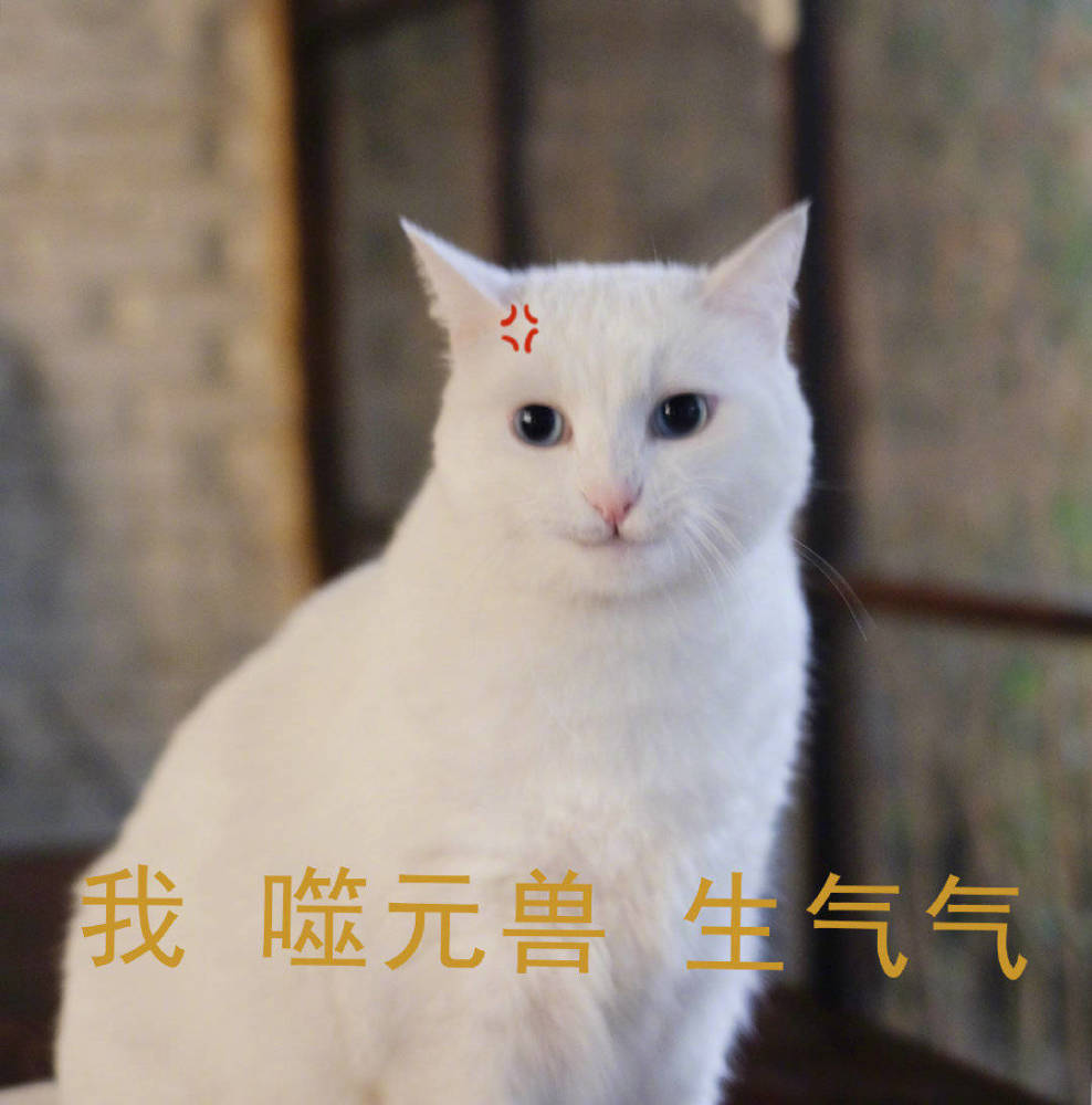 搞笑可爱的表情包,变猪魔法变变变