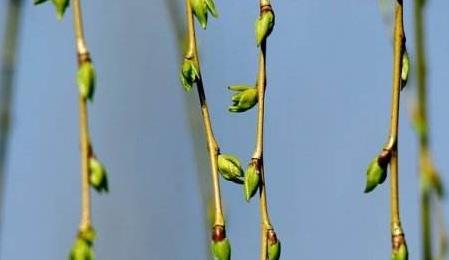柳芽浑身都是"宝",除了当野菜吃,还有这么多用处,早知早受益