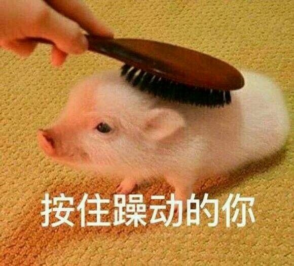 猪猪表情包:主人你是不是在外面有别的猪了?
