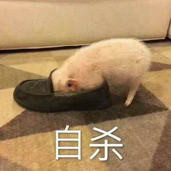 猪猪表情包:主人你是不是在外面有别的猪了?