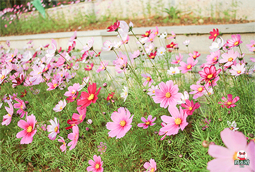 福州5300㎡杜鹃花海惊艳上线,正值花期!