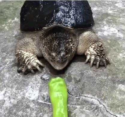网友给鳄龟吃辣椒,看到它的表情网友笑喷了,现实版忍者神龟!