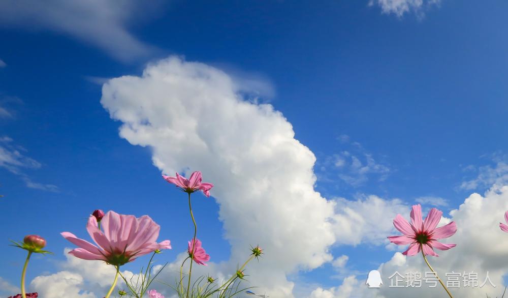 绥滨大米,生长在蓝天白云的天空下,面朝阳光春暖花开的大地上