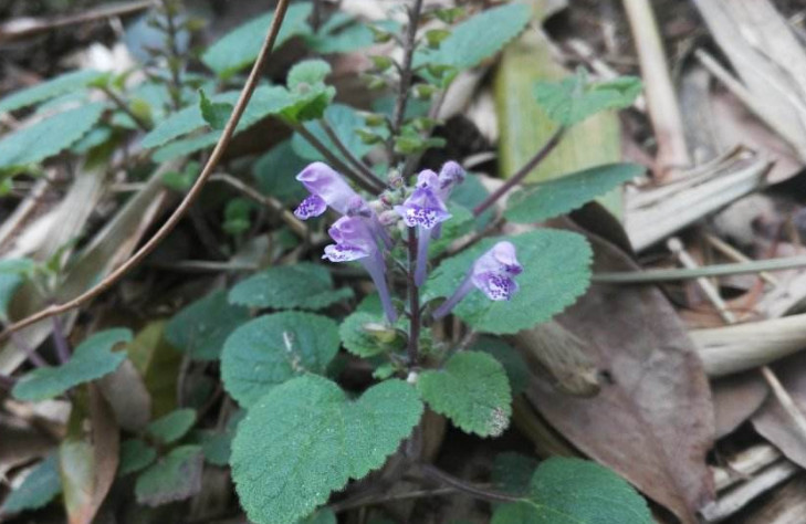 农村路边常见的一种"杂草",它花开紫色是好草药,你有见过吗?