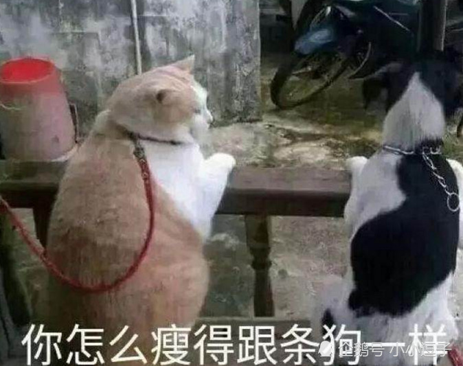这里有你想要的"表情包",用了这套怼人表情包,谁也不怂了