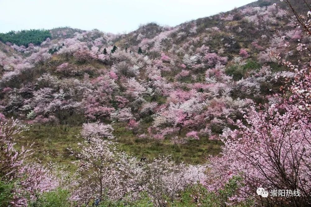 中国崇阳首届樱花节"浪漫绽放"!