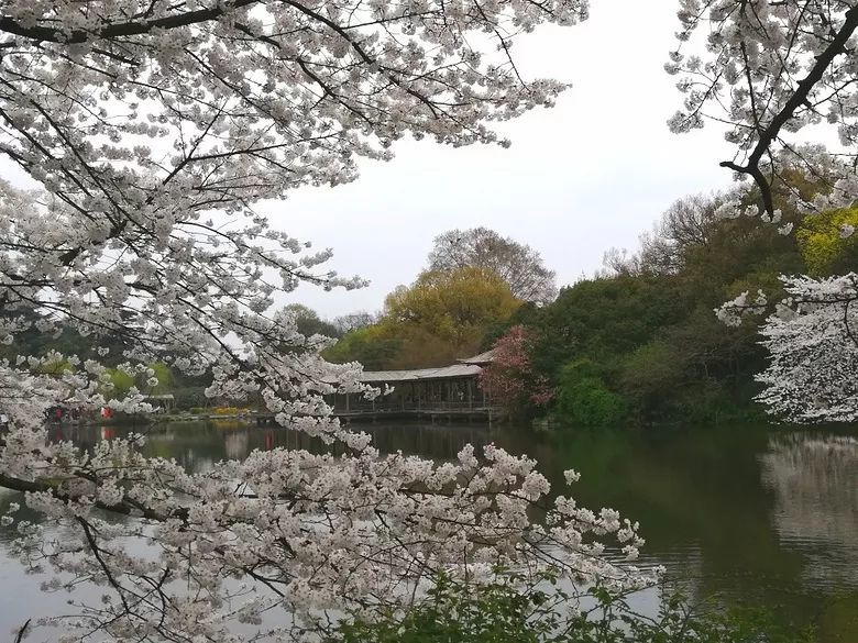 太子湾公园,樱花,杭州,白塔公园,新湖香格里拉,良渚文化村