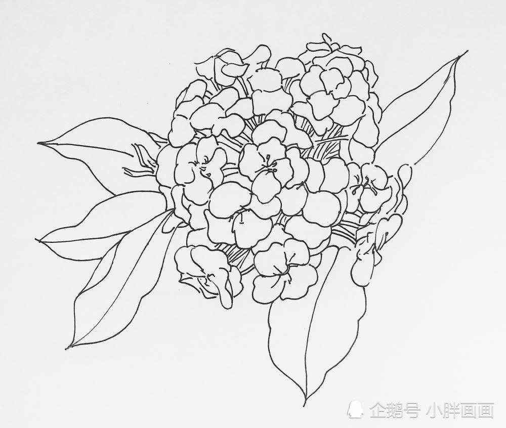 线描花卉5