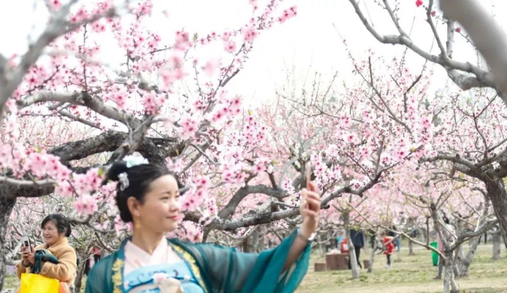 桃花,桃花坞,柳树湾,淮安