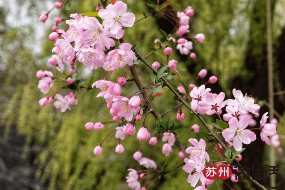 粉嫩的海棠和桃花也初露娇羞,点缀在柳叶池塘边,叫人看了都满心欢喜.