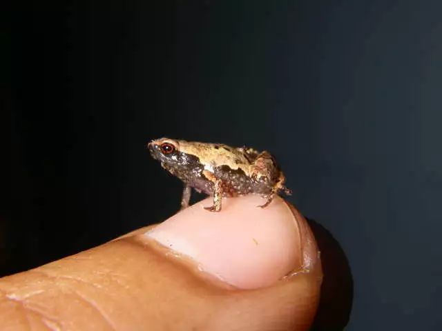 科学家刚刚发现了一种世界上最小的青蛙,它们甚至比你