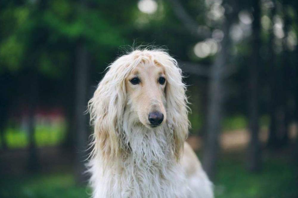 最漂亮的狗 腾讯网