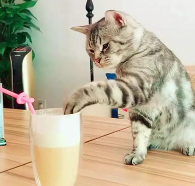 小猫偷喝桌上的饮料,被发现后竟用这招开脱,主人表示受不了它