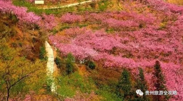 六盘水市水城县蟠龙镇沙坡村有数千亩艳红桃,当地少数民族素有在花开