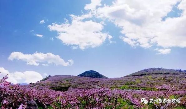 贵州有哪些十里桃花,万亩桃园?花期匆匆而过,你可曾错过