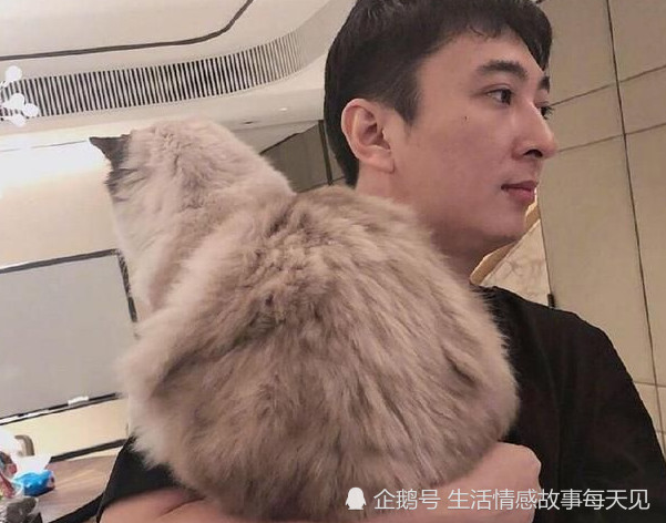 王思聪,头像,猫咪,美如画,布偶猫