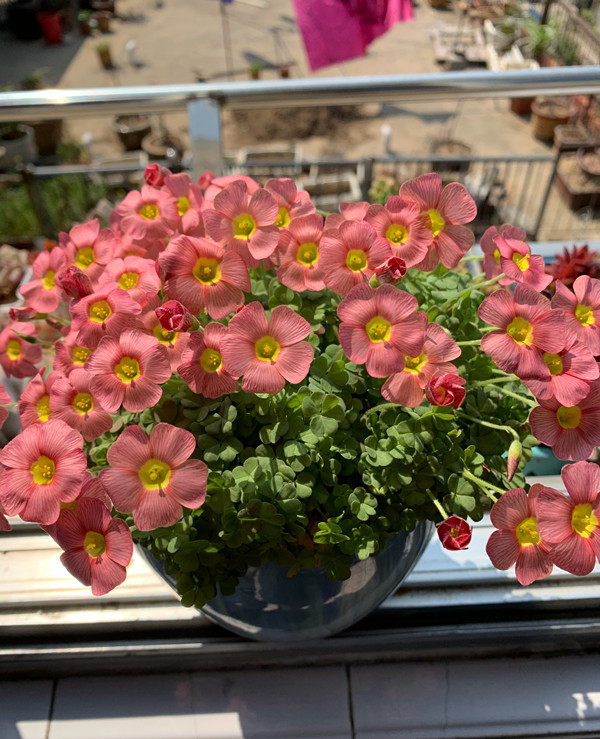 酢浆草,盆栽,球根,植物,花卉
