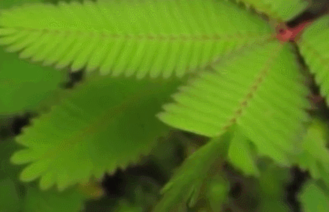 植物防御