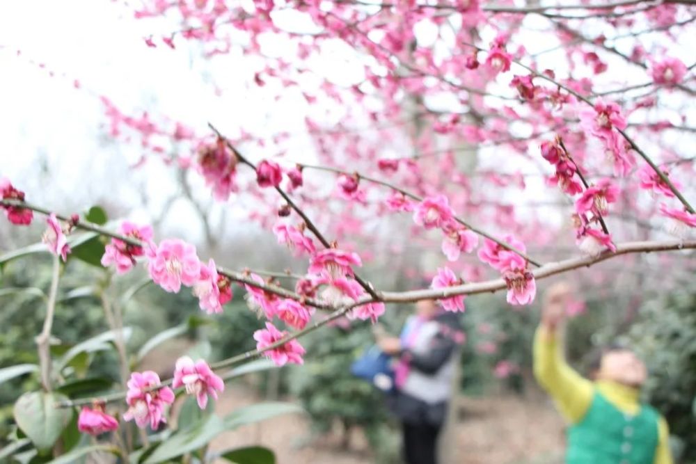 宝应夏集乡村桃花旅游节旅游指南,给你一个完美的桃花