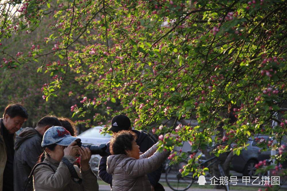 今天,天大海棠花刷爆了朋友圈