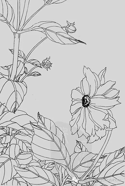 叶永昶白描花鸟作品