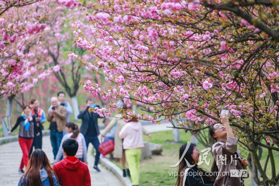 江西九江:南山公园樱花盛开惹人醉