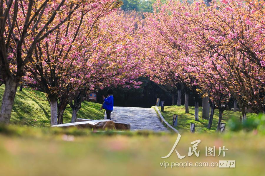 江西九江:南山公园樱花盛开惹人醉
