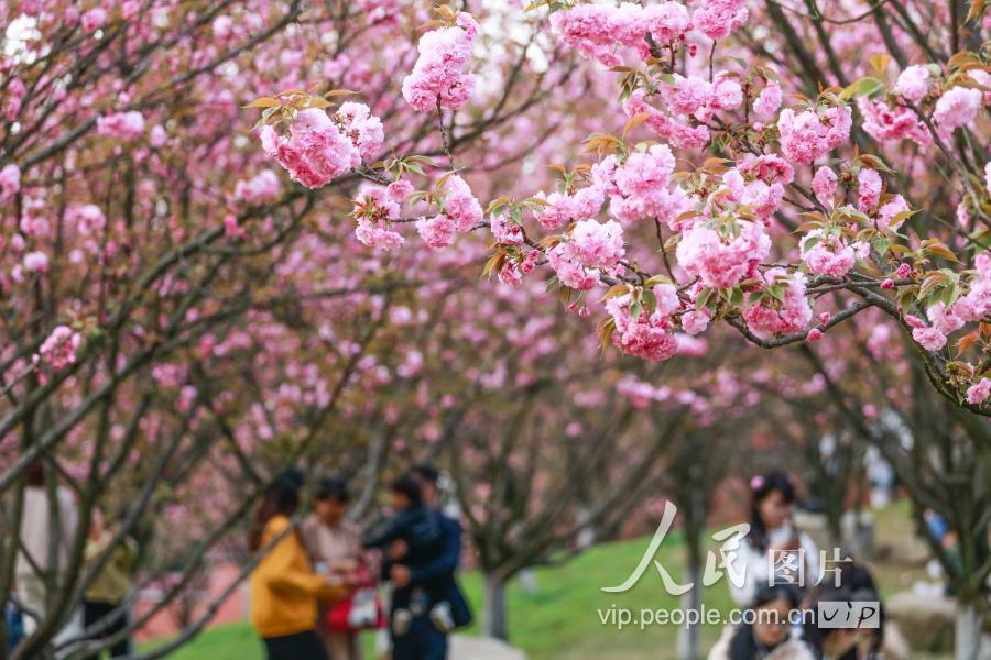 江西九江:南山公园樱花盛开惹人醉