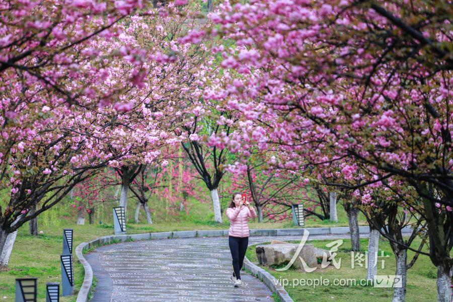 江西九江:南山公园樱花盛开惹人醉
